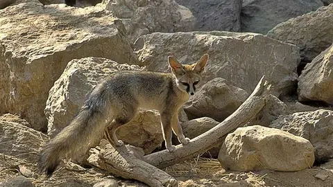 El zorro de Blanford es una de las pocas especies de su tipo capaz de escalar pendientes pronunciadas con facilidad. 
