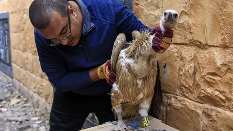 El buitre leonado junto a su cuidador yemení.