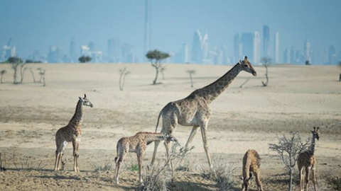 El jeque Hamdan publicó esta imagen de unas jirafas ante el Skyline de Dubai.