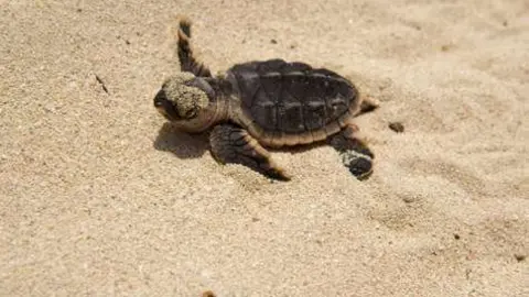 Una cría de tortuga en la playa de Saadiyat.
