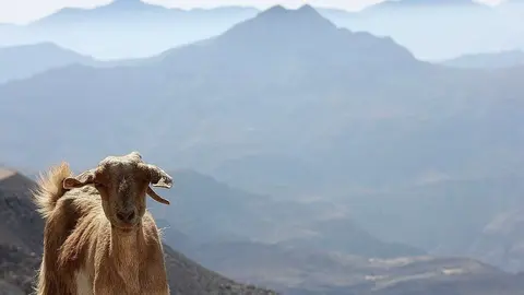 Una cabra en la cumbre de Jebel Jais. (EL CORREO)