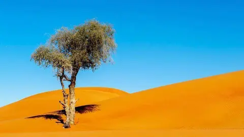 Árbol Al Ghaf, símbolo del Año de la Tolerancia en Emiratos Árabes. (WAM)
