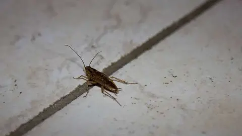 Cucaracha. (Raymond Zoller, Flickr)