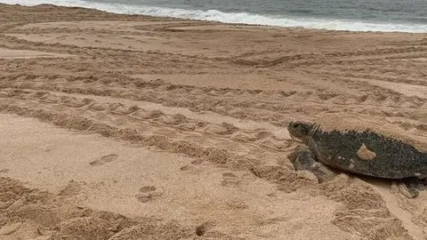 Tortuga verde en las costas de Om&aacute;n. (ELCORREO)