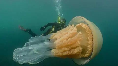 Luzzy Daly nada junto a la medusa. (Dan Abbott/Twitter)