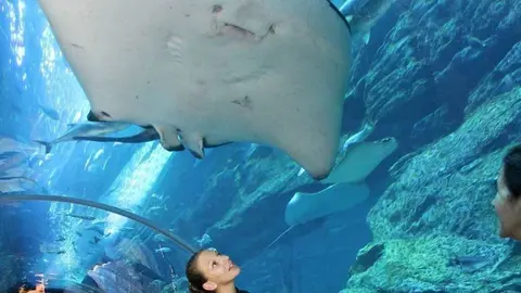 Túnel acrílico del acuario de Dubai Mall. (EL CORREO)
