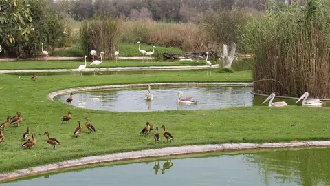 Reserva natural Wasit.