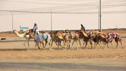 Traslado de camellos en el desierto de Liwa. (EL CORREO)