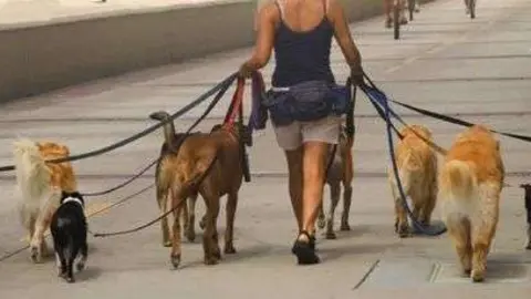 Los perros en la ciudad de Dubai deben pasear con correa.