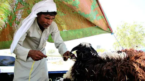 Mercado de corderos en Ras Al Khaimah en los días previos al Eid Al Adha. (EL CORREO)