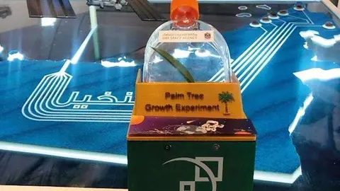 Las semillas de palmeras que viajaron al espacio.