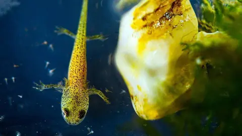 Cría de salamandra de kaiser en el Acuario Poema del Mar de Las Palmas de Gran Canaria. (Fernando Robledano / EFE)