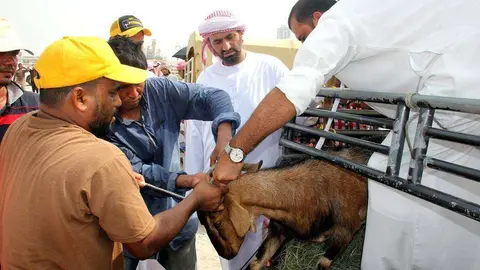 Un vendedor entrega el cordero a su comprador este sábado en el mercado de Ras Al Khaimah. (EL CORREO)