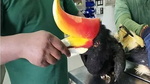 Uno de los raros ejemplares de aves rescatados por la Policía de Sharjah. (WAM)