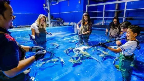 Un momento de la actividad con tiburones en el acuario del Dubai Mall.