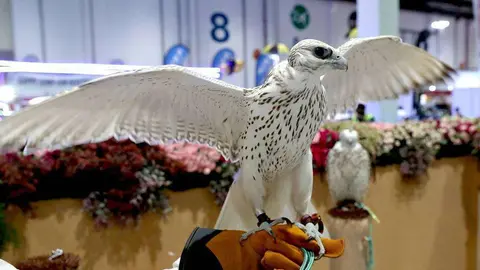 Un halcón despliega sus alas en la Exposición Internacional Ecuestre y de Caza de Abu Dhabi. (WAM)