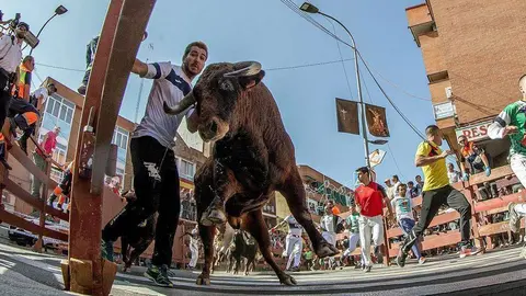 Un toro atrapa a un corredor contra la barrera en el segundo encierro de San Sebastián de los Reyes en España. (EFE/Rodrigo Jiménez)