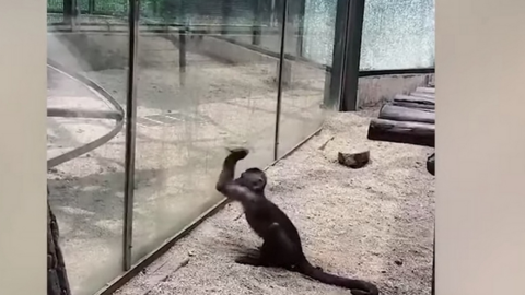 Una captura de pantalla del vídeo del mono rompiendo el cristal.