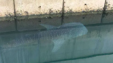 El inofensivo tiburón ballena en el puerto del hotel Bulgari.