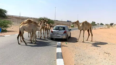 Un grupo de camellos en una carretera de Emiratos Árabes Unidos. (EL CORREO)