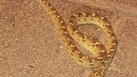 La serpiente aparecida en Dubailand. (Suministrada al diario Gulf News)