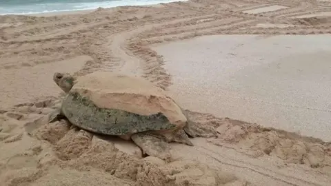 Un ejemplar de tortuga verde. (EL CORREO)