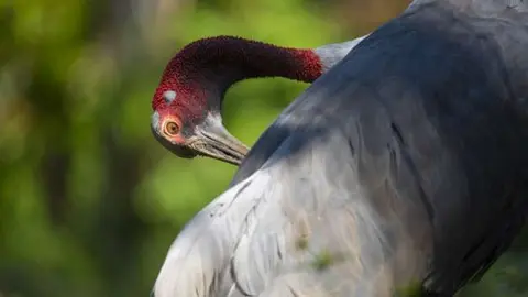 La Grulla Sarus Oriental estuvo a punto de extinguirse.