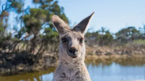 Millones de animales en Australia han muerto por las llamas. (Pexels.com)