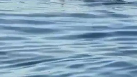 Una captura del vídeo publicado por la Agencia de Medio Ambiente.