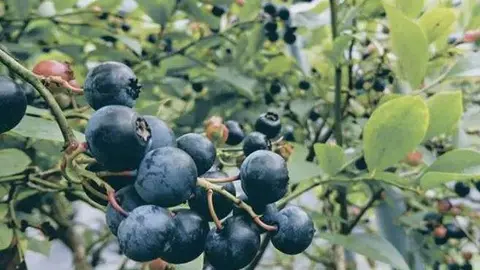 Cultivo de arándanos.