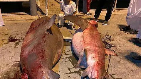 Dos de los tiburones pescados en Fujairah.