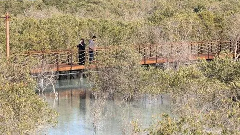 Una imagen del paseo de Manglares en la isla Al Jubail de Abu Dhabi. (The National)