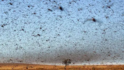 La plaga de langostas en países del Golfo cubren el sol. (Twitter)