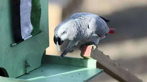 Un loro entrenado recoge una colilla y la entrega en la papelera.