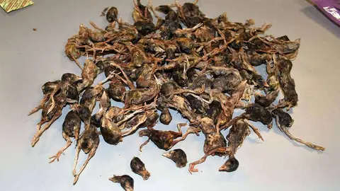 Pájaros muertos descubiertos en el equipaje de un pasajero chino.