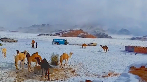Camellos en el desierto nevado de Arabia Saudita. (@B_KH_H via Storyful)