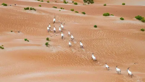 Órix árabes en el desierto. (WAM)