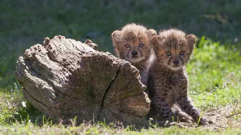 Cachorros de guepardo.