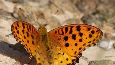 La agencia de noticias WAM publicó una imagen de la mariposa.