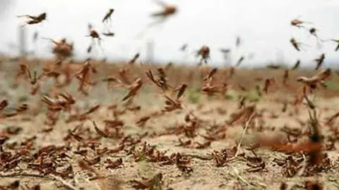 Una plaga de langostas.