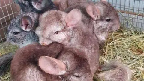 Imagen difundida por las autoridades de algunos de los animales confiscados.