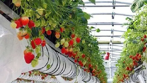 En la imagen de WAM, fresas cultivadas en Emiratos Árabes.