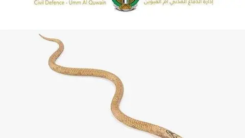 La Defensa Civil publicó una imagen del animal en su perfil de Instagram.