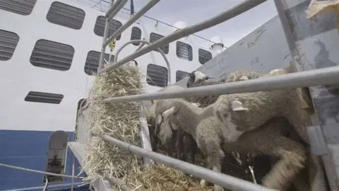 Los corderos vivos viajan en barco desde España a Arabia Saudita. (Igualdad Animal)