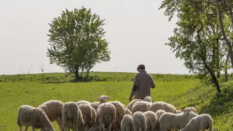 Rebaño de ovejas en el medio rural español. (Interovic)
