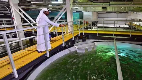 Una piscifactoría en Emiratos Árabes.
