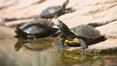 Tortugas en EAU. (WAM)