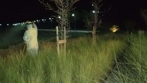 Langostas en  Dubai Marina. (Emarat al Youm)