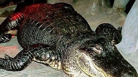 El cocodrilo Saturno. (Instagram)