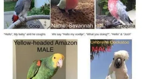 Una imagen de Facebook de los loros desaparecidos.
